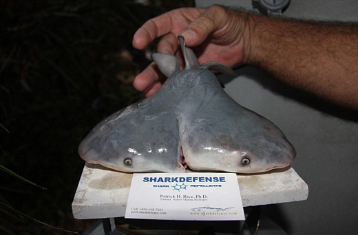 two head shark 1